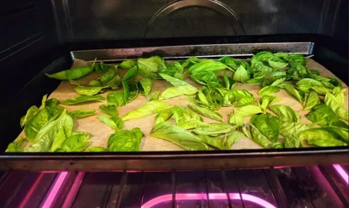 How To Dry Basil In Oven And Lock In All The Flavor